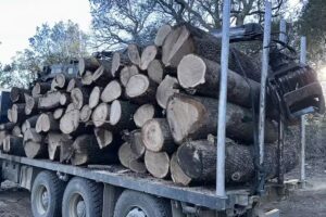 Trans Forestal El Panczi