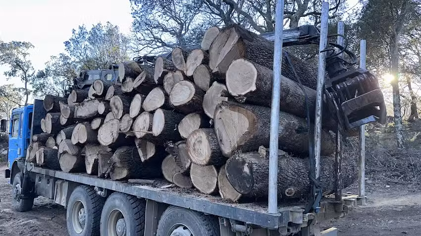 Trans Forestal El Panczi